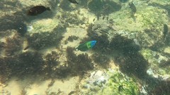 Thalassoma newtoni