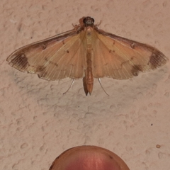 Eulepte concordalis