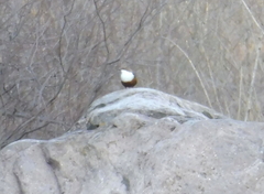 Cinclus cinclus aquaticus