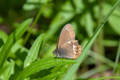 Coenonympha hero