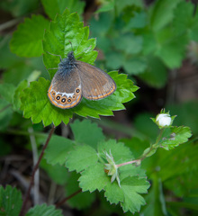 Coenonympha hero