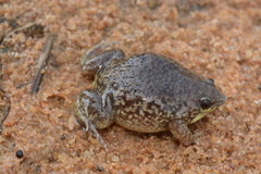 Hemisus marmoratus