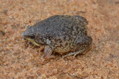 Hemisus marmoratus