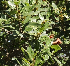 Eriophyes inermae