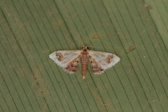 Idaea asceta