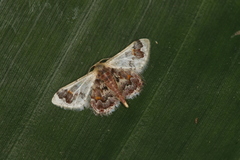 Idaea asceta