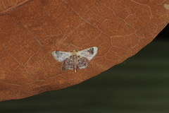 Idaea asceta