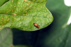 Promalactis procerella