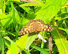 Oreixenica kershawi