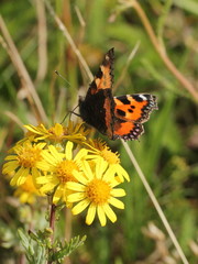 Aglais urticae