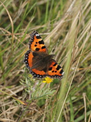 Aglais urticae