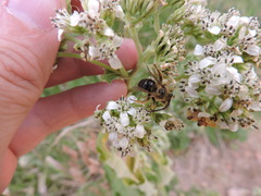 Melissodes dentiventris