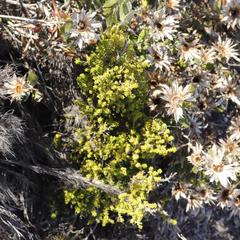 Erica arenaria