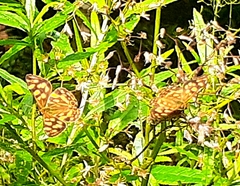 Oreixenica kershawi