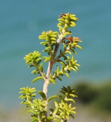 Erica arenaria