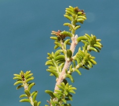 Erica arenaria