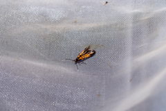 Schiffermuelleria schaefferella