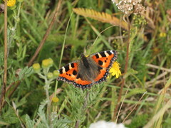 Aglais urticae
