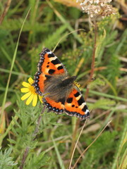 Aglais urticae