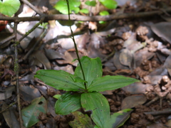 Peristylus aristatus