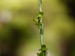 Peristylus aristatus