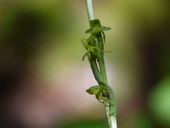 Peristylus aristatus