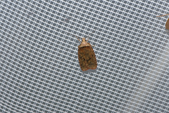 Agonopterix alpigena