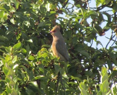 Urocolius indicus indicus