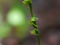 Peristylus aristatus