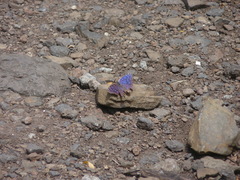 Junonia rhadama