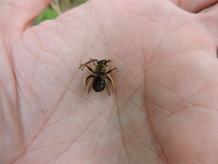 Melissodes dentiventris