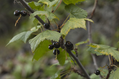Ribes altissimum