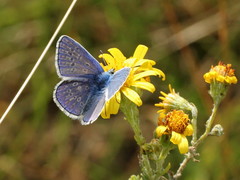 Polyommatus icarus