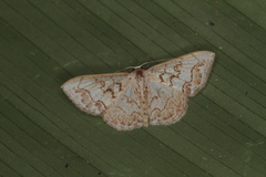 Idaea fervens