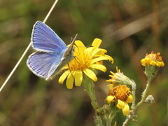 Polyommatus icarus