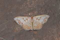 Idaea fervens