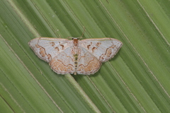 Idaea fervens