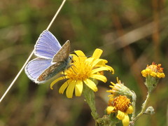 Polyommatus icarus