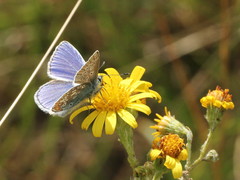 Polyommatus icarus