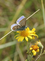 Polyommatus icarus