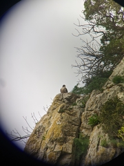 Falco peregrinus brookei