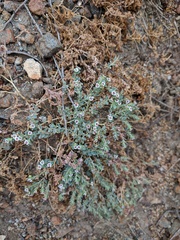 Euphorbia polycarpa polycarpa