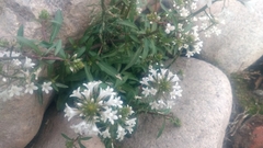 Lysimachia candida
