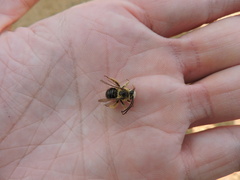 Melissodes dentiventris