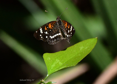 Anthanassa texana seminole