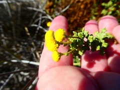 Oncosiphon sabulosus