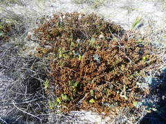 Oncosiphon sabulosus