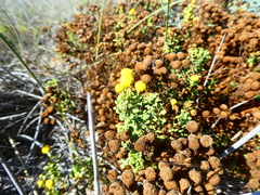 Oncosiphon sabulosus