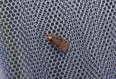 Agonopterix liturosa