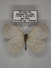 Larinopoda tera